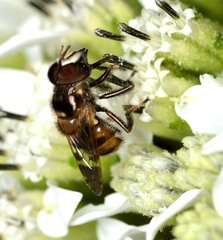 Copestylum tamaulipanum