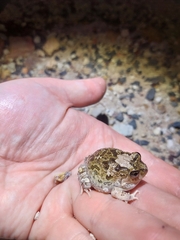 Platyplectrum ornatum