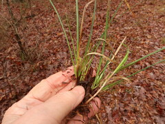 Carex floridana