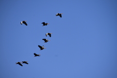 Dendrocygna autumnalis