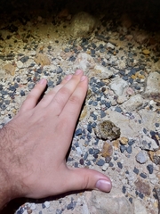 Platyplectrum ornatum