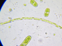 Klebsormidium