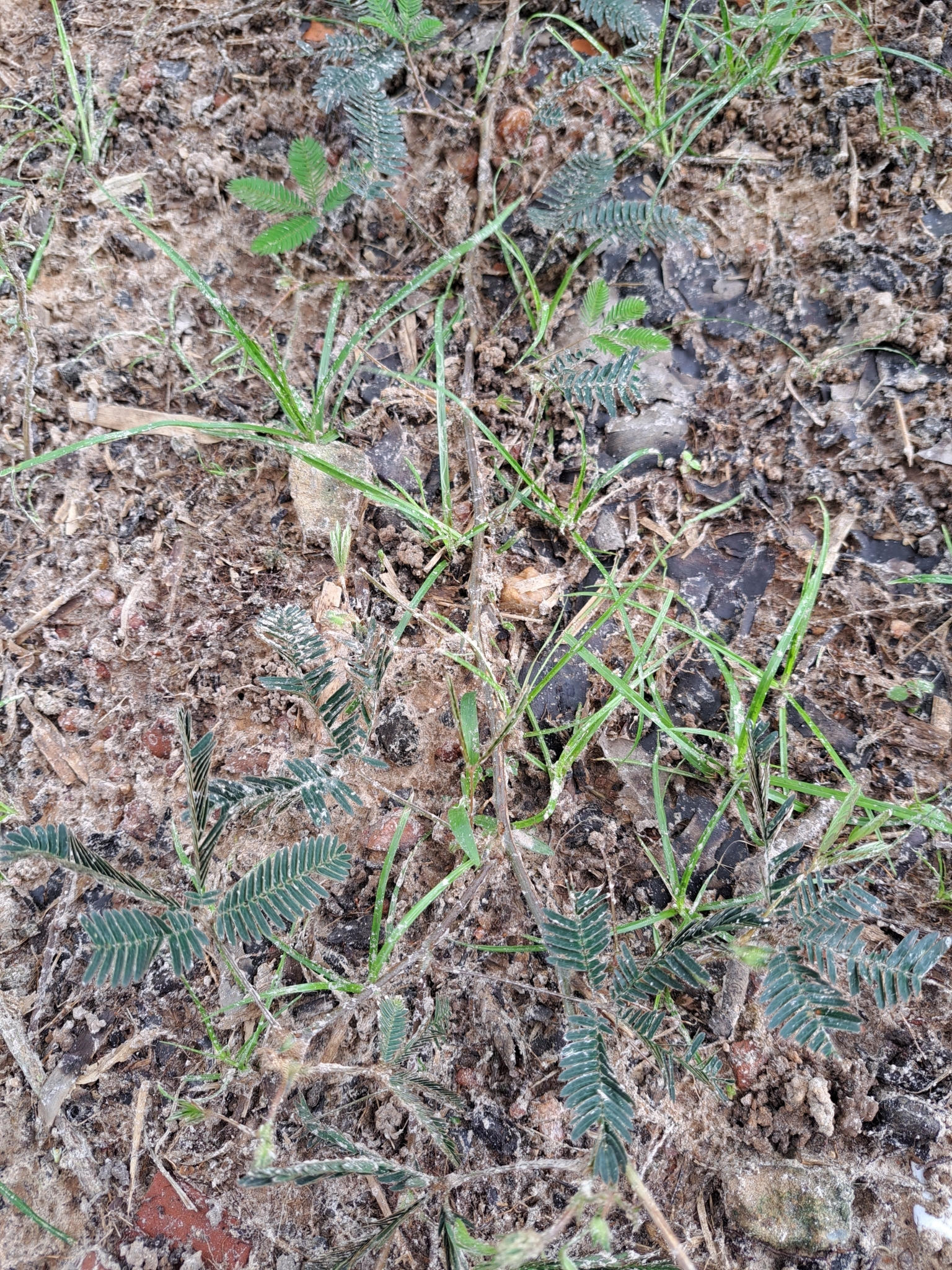 Mimosa pudica