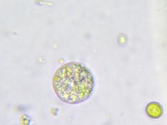Chlamydomonas