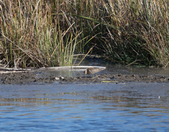 Calidris acuminata