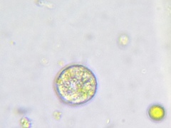 Chlamydomonas