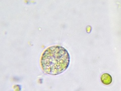 Chlamydomonas
