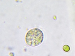 Chlamydomonas