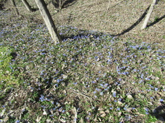 Scilla vindobonensis