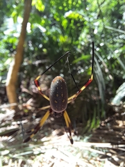 Trichonephila clavipes