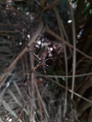 Trichonephila clavipes