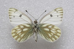 Pontia callidice