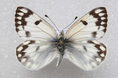 Pontia callidice