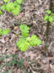 Crataegus marshallii