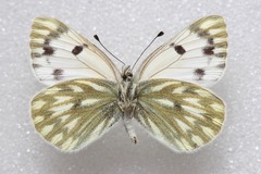 Pontia callidice