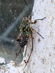Amphipsalta