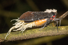 Menenia