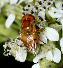 Copestylum sexmaculatum