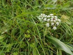 Daucus crinitus