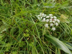 Daucus crinitus