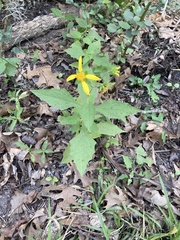 Smallanthus uvedalia