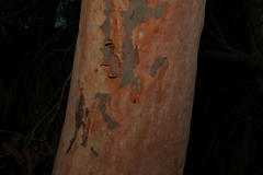 Angophora costata