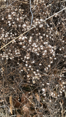 Asteroideae