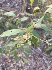 Phyllodineae