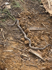 Pantherophis emoryi