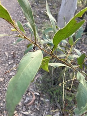 Phyllodineae