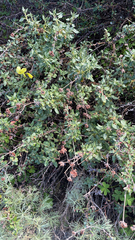 Eriogonum parvifolium