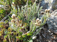 Antennaria alpina
