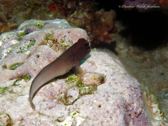 Ophioblennius macclurei