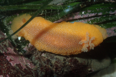 Doriopsilla albopunctata