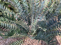 Encephalartos arenarius