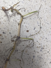 Syringodium filiforme