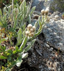 Antennaria alpina