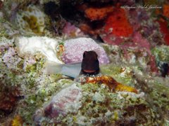 Ophioblennius macclurei