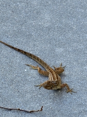Anolis sagrei