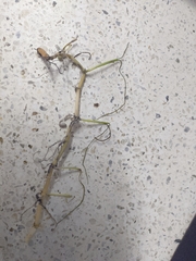 Syringodium filiforme