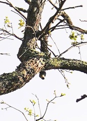 Sitta carolinensis