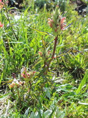 Pedicularis bracteosa
