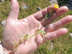 Ranunculus eschscholtzii