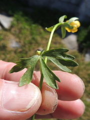 Ranunculus eschscholtzii