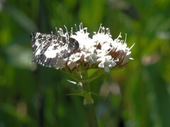 Rheumaptera hastata