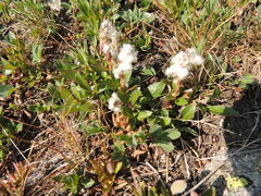Salix cascadensis
