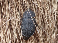 Thanatophilus rugosus