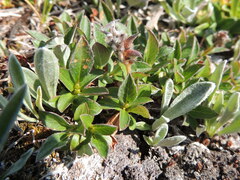 Salix cascadensis