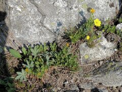 Potentilla diversifolia
