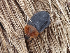 Oiceoptoma thoracicum
